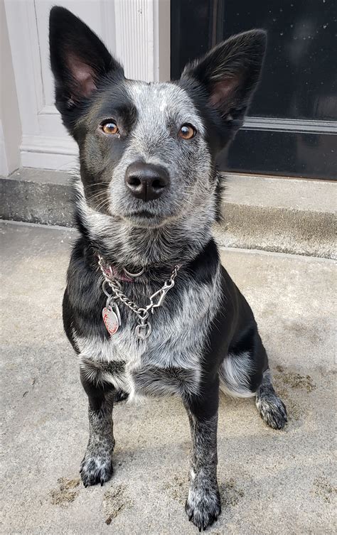 Beautiful Shepherd Cattle Dog Mix