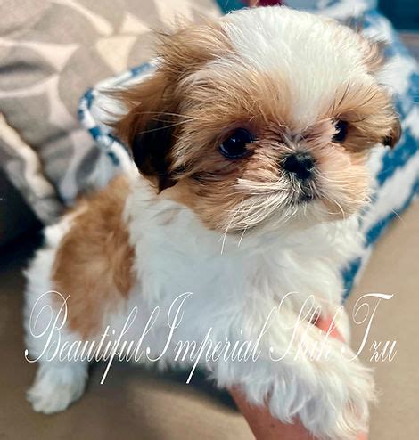 Beautiful Size Of Shih Tzu