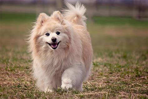 Beautiful Small Dogs Cross Breeds
