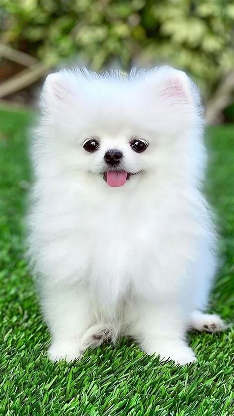 Beautiful Small Pomeranian