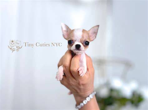 Beautiful Smallest Chihuahua For Sale