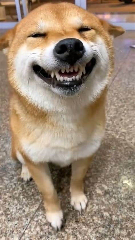 Beautiful Smiling Dog Meme