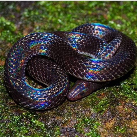 Top 5 Beautiful Snake Breeds That Make Stunning Pets