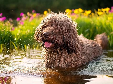 Beautiful Spanish Water Dog