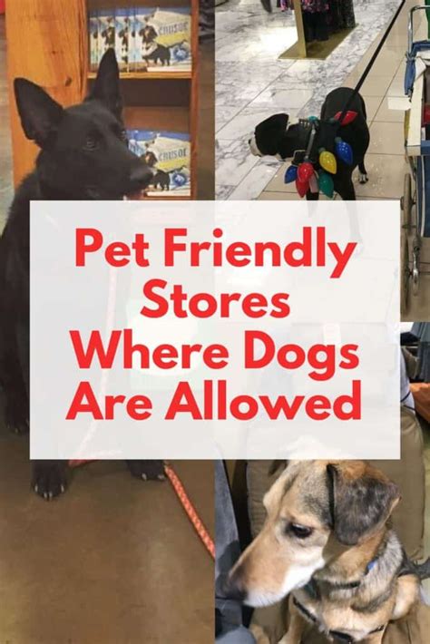 Beautiful Stores Dogs Are Allowed