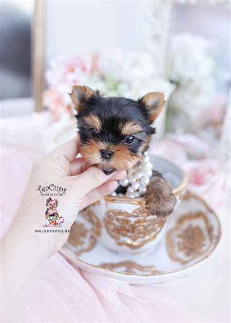 Beautiful Teacup Breeder