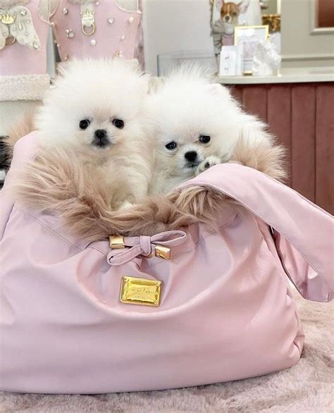 Beautiful Teacup Dog Accessories