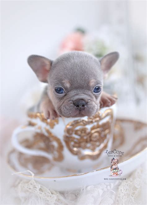 Beautiful Teacup French Bulldog