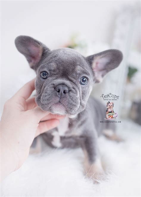 Beautiful Teacup Frenchie