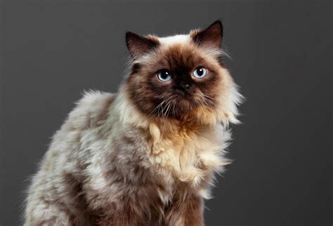 Beautiful Things Didnt Know Himalayan Cat