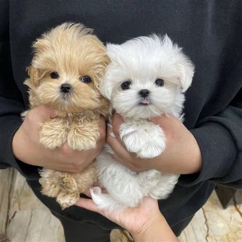 Beautiful Tiny Puppies For Sale