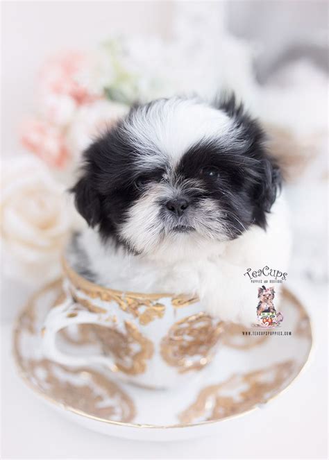 Beautiful Toy Shih Tzu For Sale
