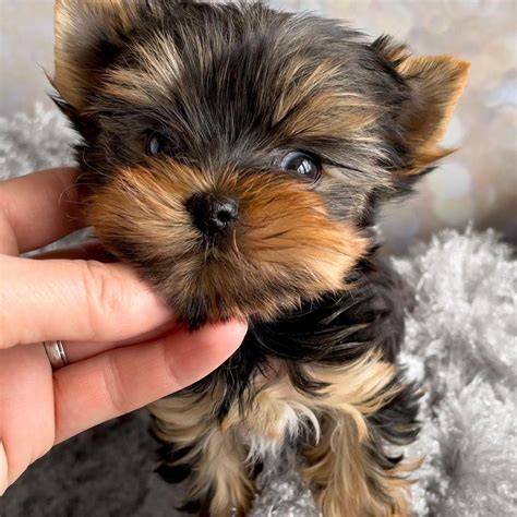 Beautiful Toy Yorkie Sale