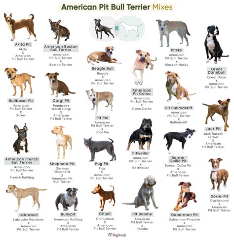 Beautiful Types Of Pitbulls Chart
