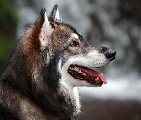 Beautiful Utonagan Wolves