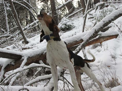 Beautiful Walker Hounds