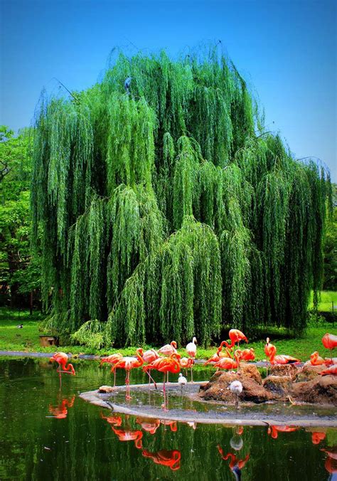 Lamenting Lullabies: Admiring the Enchanting Beauty of Majestic Weeping Willows