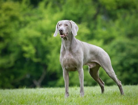 Beautiful Weimaraner Dog Breed