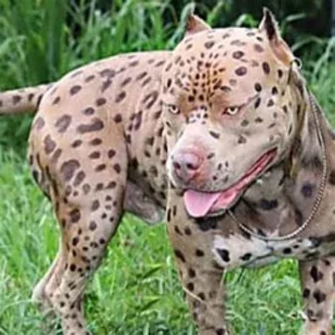Beautiful Weird Dog Mixes