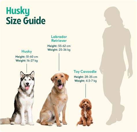 Beautiful What Is A Husky Size
