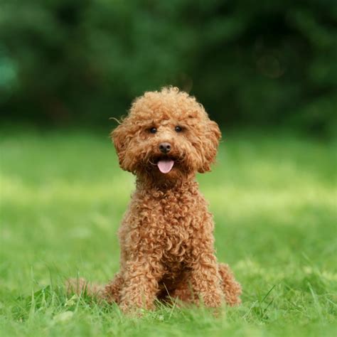 Beautiful What Is The Smallest Poodle