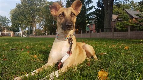 Beautiful Whippet Shepherd Mix