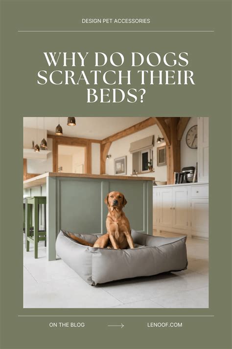 Beautiful Why Do Dogs Scratch Their Bed