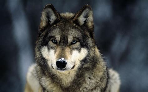 Captivating Canine Portraits: Majestic and Enchanting Wolf Pictures to Astonish Your Senses!