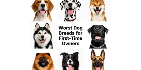 Beautiful Worst Dogs For First Time Owners