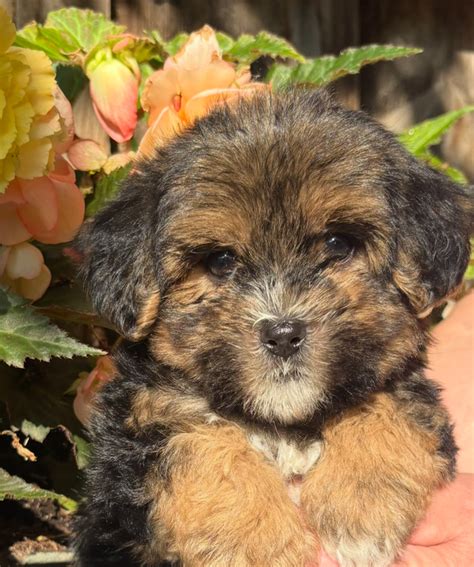 Beautiful Yorkie Poo For Sale London