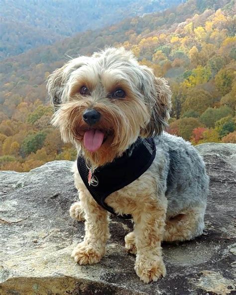 Beautiful Yorkshire Terrier Mix