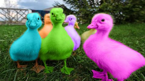 Bebek Lucu Imut
