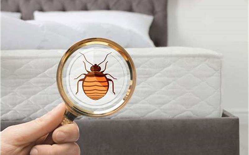 Bed Bugs Inspection Image