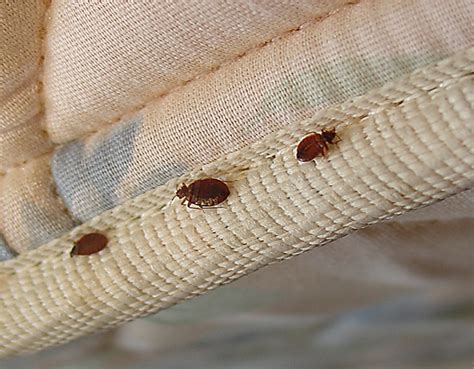 Can Bed Bugs Live In Wood Furniture & How to Remove Them