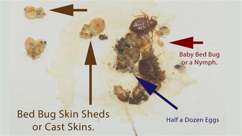 The Mystical World of Bed Bug Exoskeletons: Understanding the Importance of Dead Skin in Eradicating these Sneaky Pests