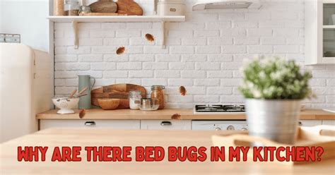 No More Pesky Pests: How to Eliminate Bed Bugs Infesting Your Kitchen Cabinets