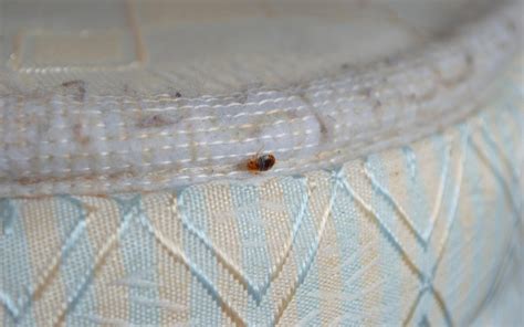 Bed Bugs In Latex Mattress
