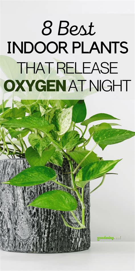 3 Plants That Generate Oxygen Even at Night Get One for Your Bedroom