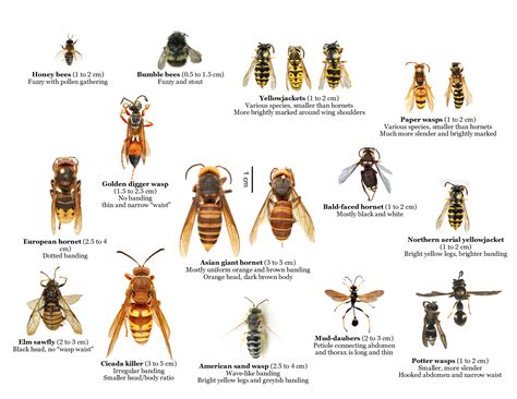 Bee And Wasp Chart