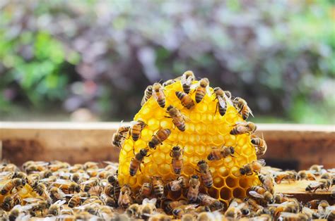 Bee Hive Images Free
