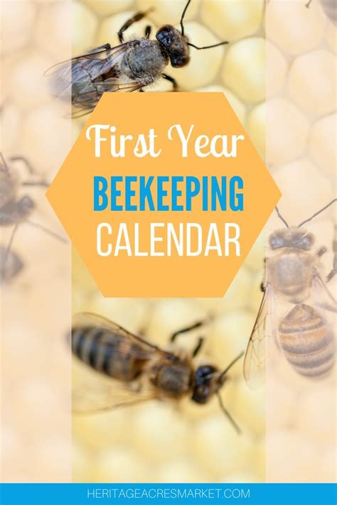 Beekeeping Calendar For The Northeast