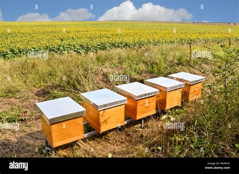 Honey Production