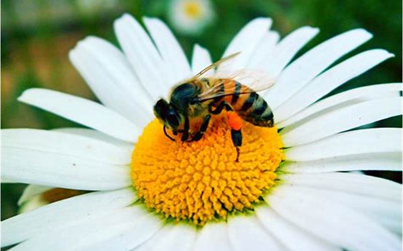 can bees be used with aquaponics