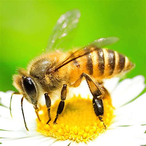 Download Bees Images