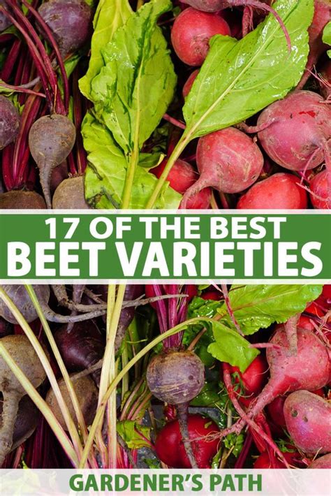 Beet Variety Chart