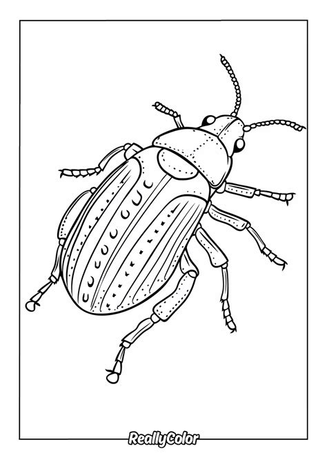 Beetle Coloring Page