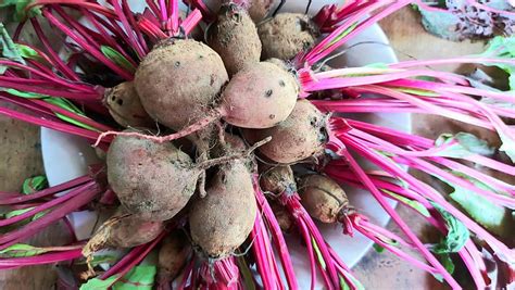 Beetroot In Philippines