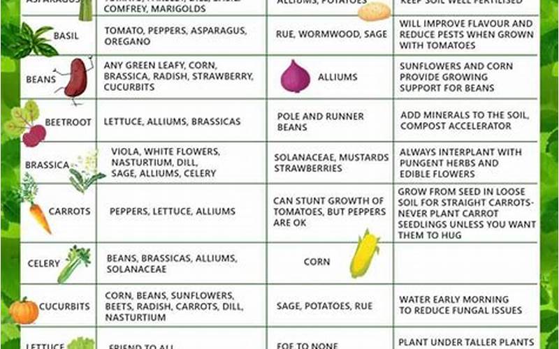 Beets And Carrots Companion Planting