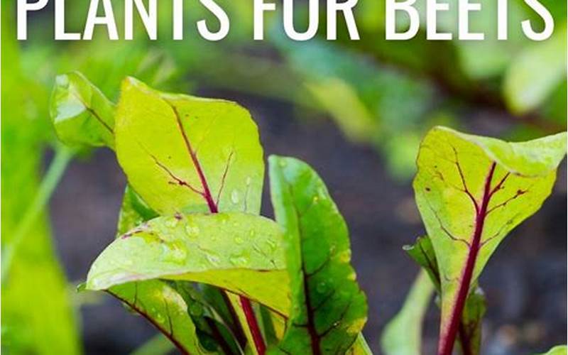 Beets Companion Planting