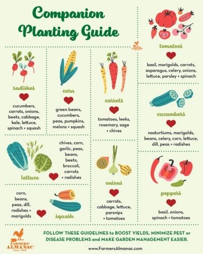 Beets Companion Planting Chart